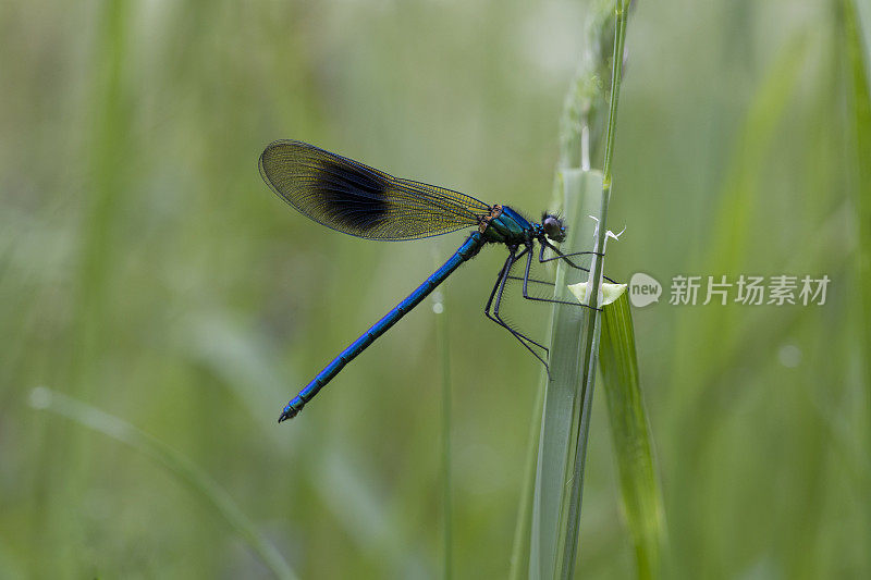 条纹Demoiselle Damselfly Calopteryx一串红